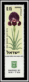 Negev Iris (Iris mariae)