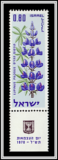 Blue Lupine (Iris mariae)