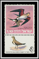 Collared Pratincoles (Glareola pratincola)