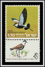 Spur-winged Plover (Hoplopterus spinosus)