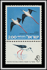 Black-winged Stilts (Himantopus himantopus)