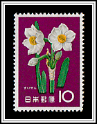 Narcissus (Narcissus tazetta)