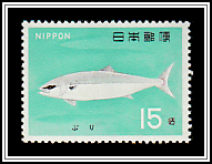 Japanese Amberjack (Seriola quinqueradiata)