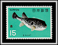 Tiger Puffer (Takifugu rubripes)