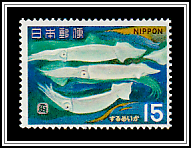 Japanese Flying Squid (Todarodes pacificus)