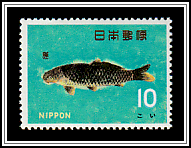 Common Carp (Cyprinus carpio)