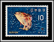 Red Seabream (Pagrus major)
