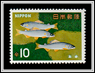 Ayu Sweetfish (Plecoglossus altivelis)