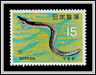 Japanese Eel (Anguilla japonica)