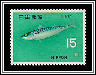 Pacific Chub Mackerel (Scomber japonicus)
