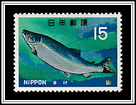 Chum Salmon (Oncorhynchus keta) 