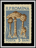Parasol Mushroom (Lepiota procera)