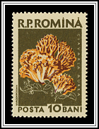 Golden Coral Fungus (Clavaria aurea)