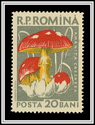 Caesar's Mushroom (Amanita caesarea)