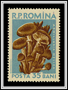 Honey Fungus (Armillaria mellea)