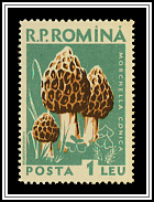 Pointed morel (Morchella conica)