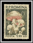 Meadow Mushroom (Psalliota campestris)