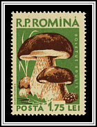 Porcini Mushroom (Boletus edulis)