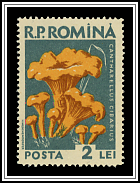Chanterelle (Cantharellus cibarius)
