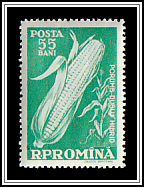 Corn Hybrid