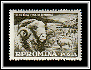Ram, Flock of Sheep