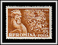 Rooster & Poultry Farm