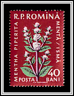 Peppermint (Mentha × piperita)