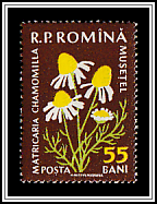 German Chamomile (Matricaria chamomilla)