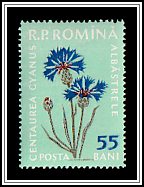 Cornflower (Centaurea cyanus)