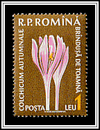 Autumn Crocus (Colchicum autumnale)