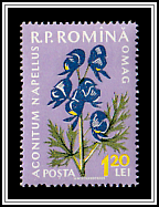 Monkshood (Aconitum napellus)