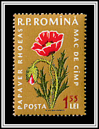 Common Poppy (Papaver rhoeas)