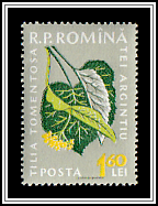 Silver Linden (Tilia tomentosa)