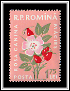 Dog Rose (Rosa canina)