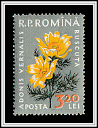 Spring Adonis (Adonis vernalis)