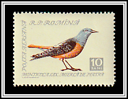 Rock Thrush (Monticola saxatilis)