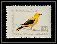 Golden Oriole (Oriolus oriolus)