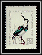 Northern Lapwing (Vanellus vanellus)