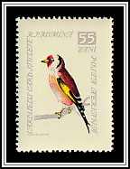 European Goldfinch (Carduelis carduelis)