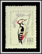 Great Spotted Woodpecker (Dendrocopos major)