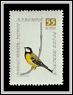 Great Tit (Parus major)
