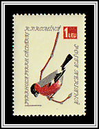 Eurasian Bullfinch (Pyrrhula pyrrhula)