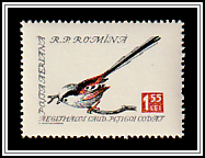 Long-tailed Tit (Aegithalos caudatus)