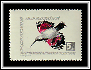 Wallcreeper (Tichodroma muraria)