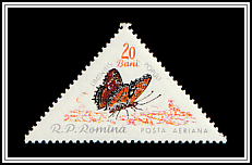 Poplar Admiral (Limenitus populi)