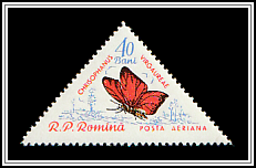 Scarce Copper (Chrisophanus virgaurea)