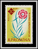 King's Clove (Dianthus callizonus)