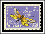 Greek Owlfly (Ascalaphus macaronius)