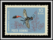 Red-banded Sand Wasp (Ammophila sabulosa)