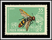Mammoth Wasp (Scolia maculata)